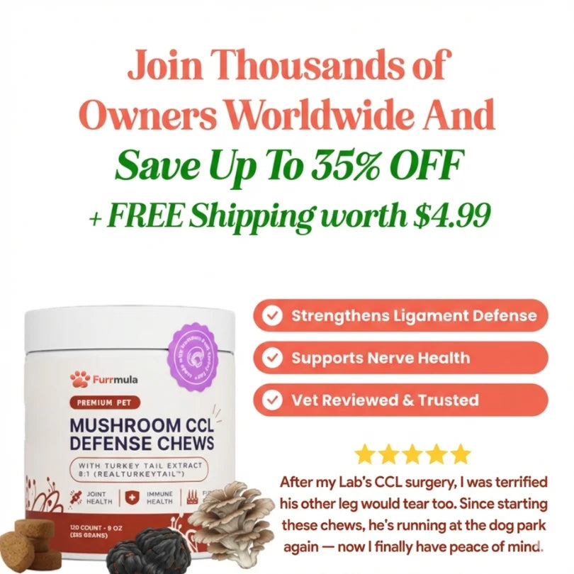 Premium Mushroom CCL Defense Chews